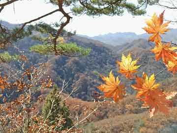 青岛大星电子最新招聘